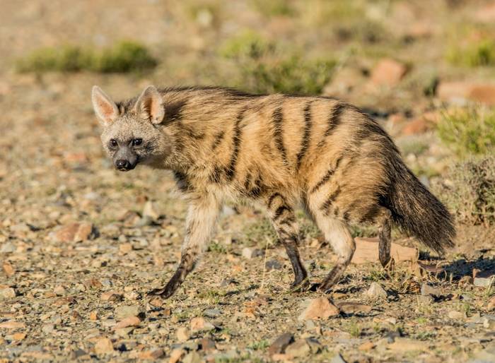 Aardwolf, South Africa shutterstock_433083541.jpg