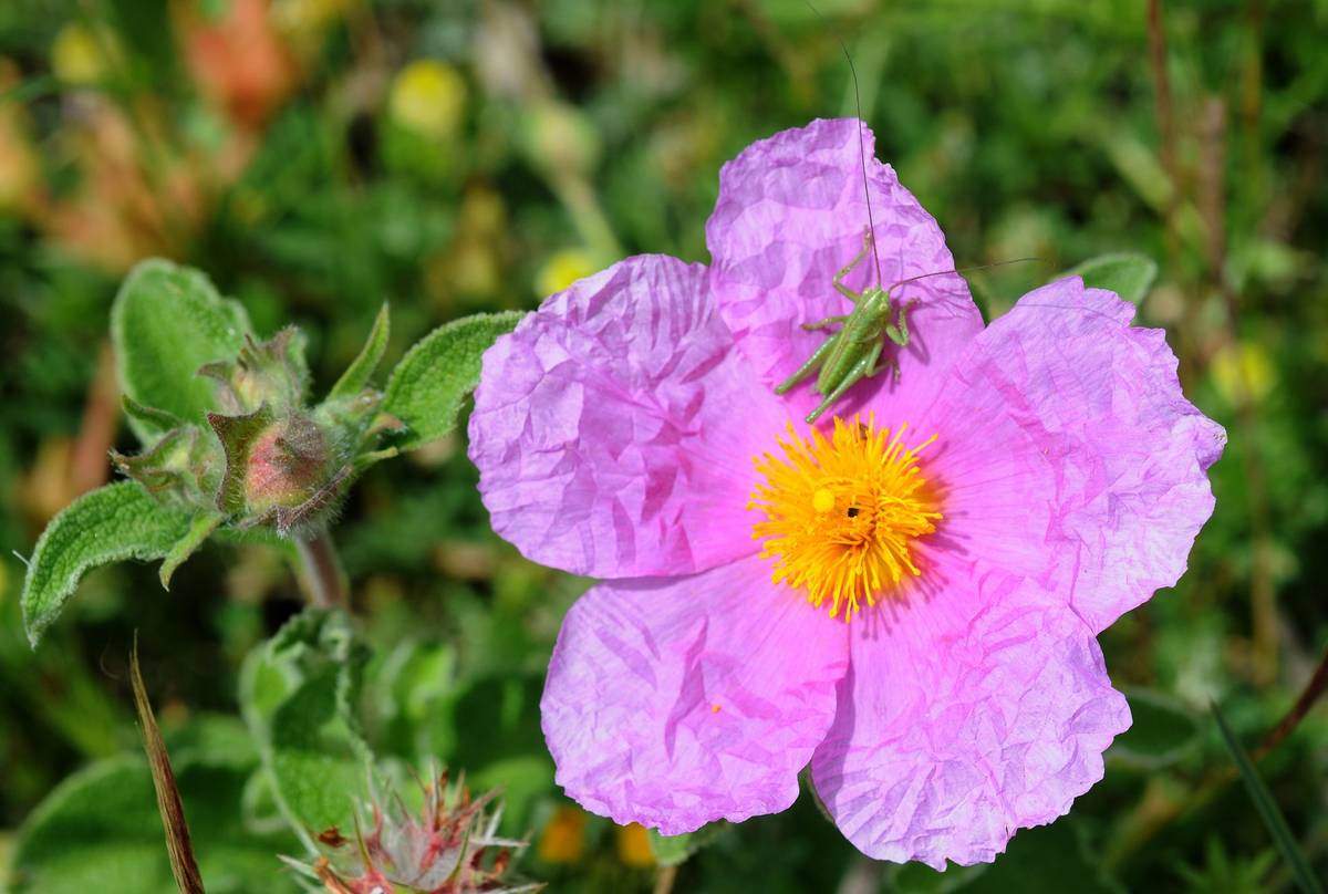 Cistus creticus (Julian Comrie).jpg