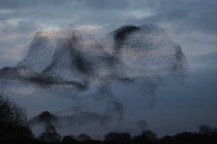 Starling flock (Catherine Strong)