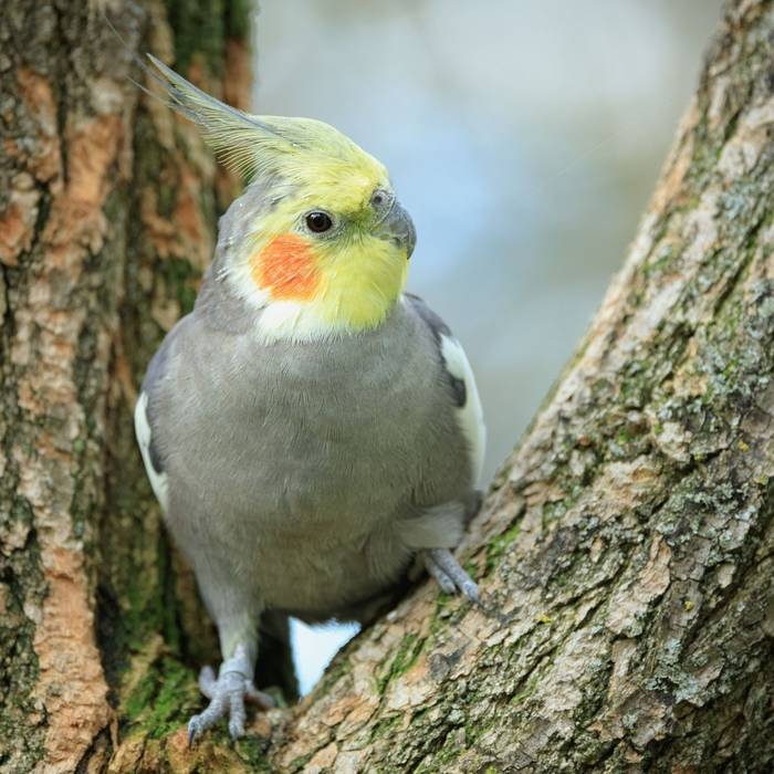 Cockatiel shutterstock_2538990433.jpg