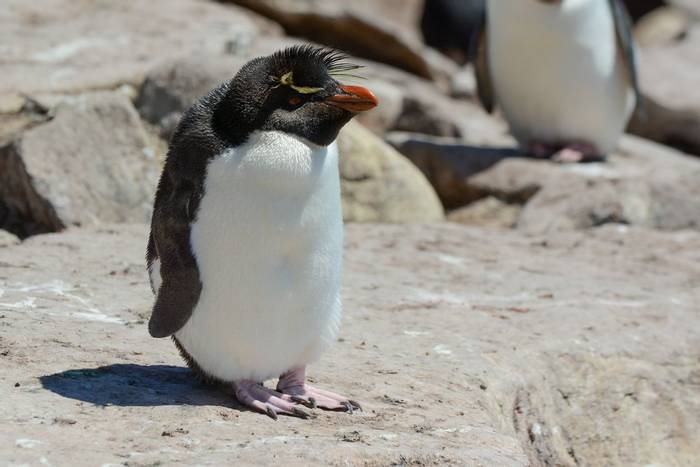Rockhopper Penguin - Falklands.jpg