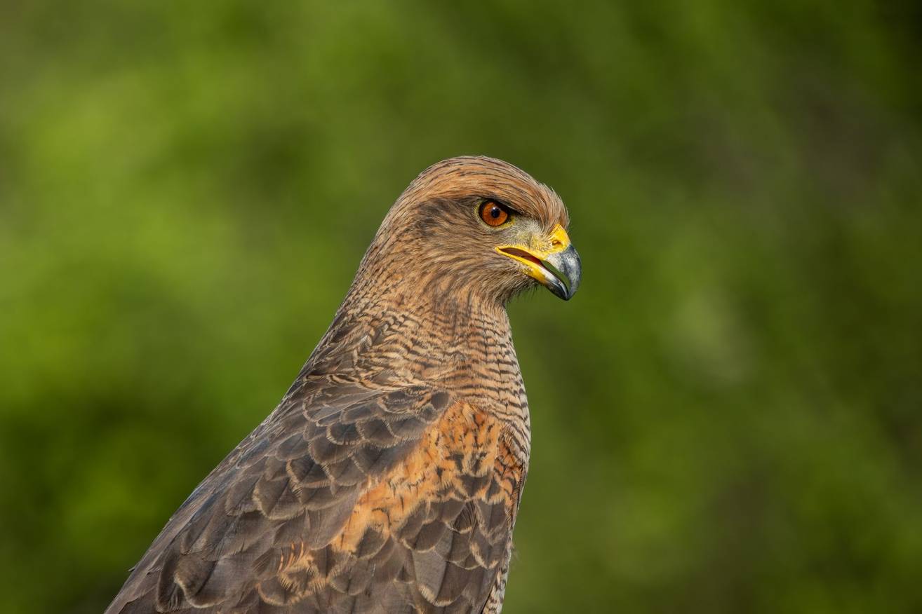 The Paraguayan Chaco – A Wildlife Gallery