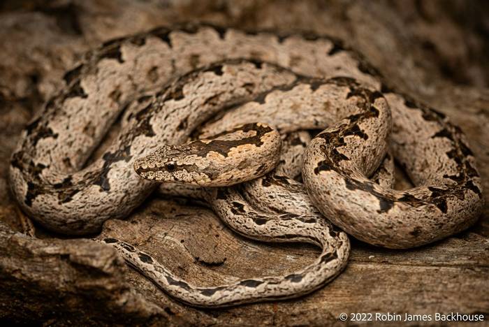 Kenyan Bark Snake (Hemirhagerrhis hildebrandtii) © Robin James Backhouse