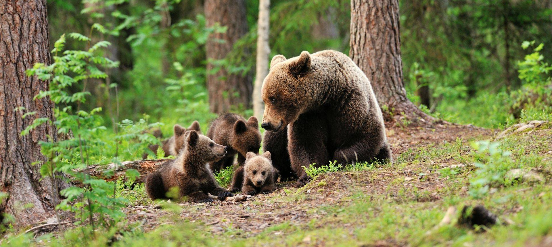 Finland - Just Brown Bears! - Naturetrek