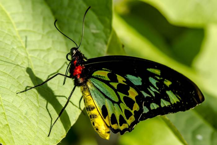 Goliath Birdwing Butterfly, Papua New Guinea shutterstock_253219204.jpg