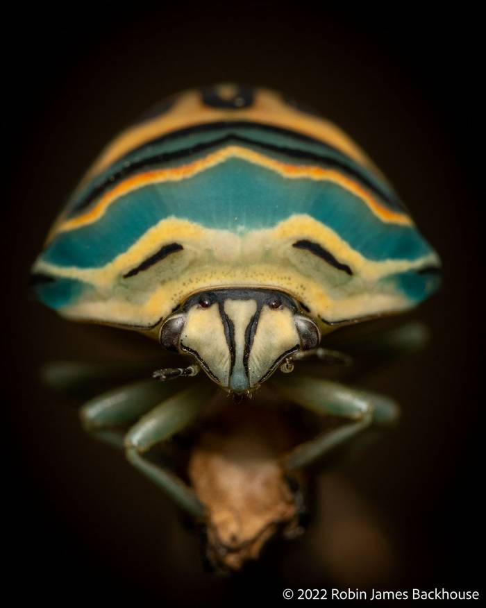 Picasso Bug (Sphaerocoris annulus) © Robin James Backhouse