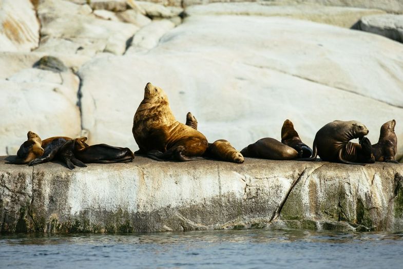 Nimmo-Bay-Nature-Sea-Lions.jpg