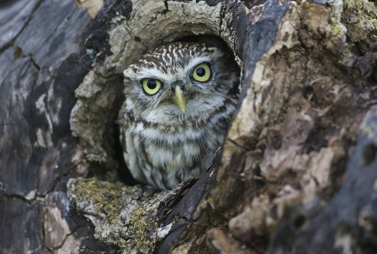 Little Owl, England (Rick Wylie).jpg