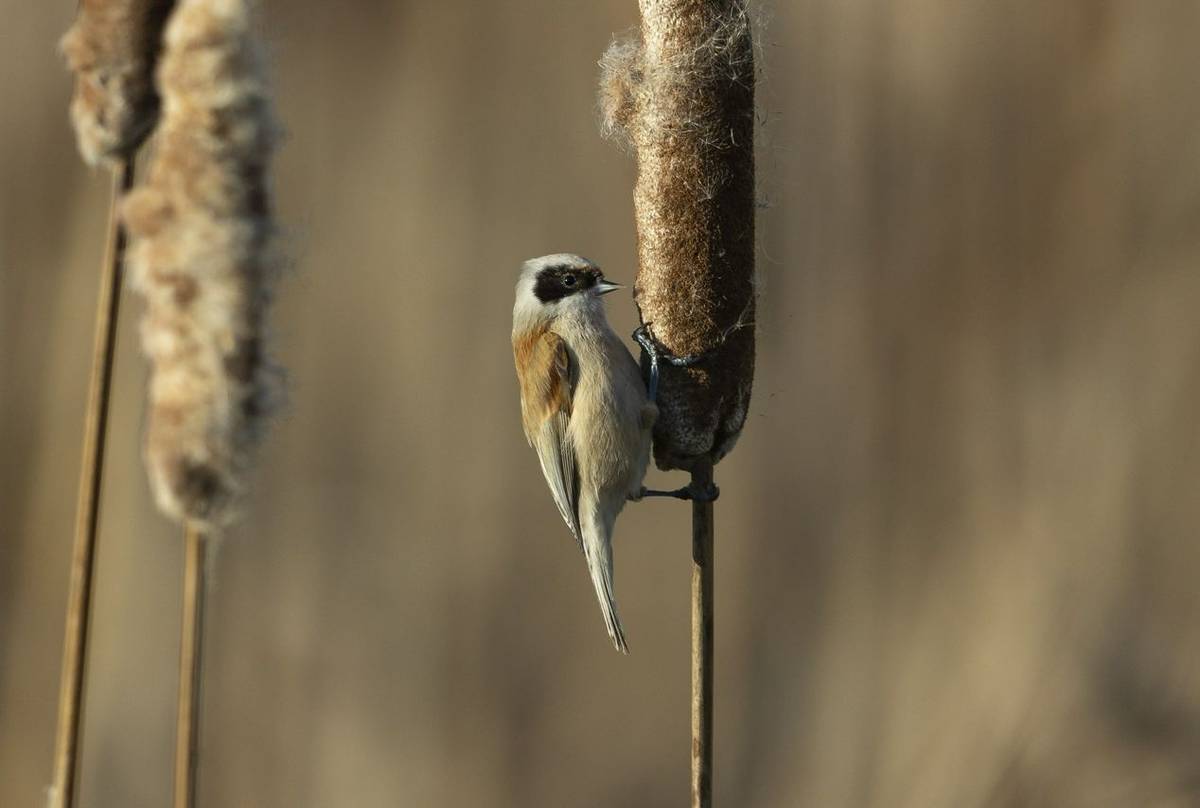 Eurasian Penduline Tit (Oliver Smart)
