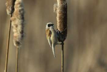 Eurasian Penduline Tit (Oliver Smart)