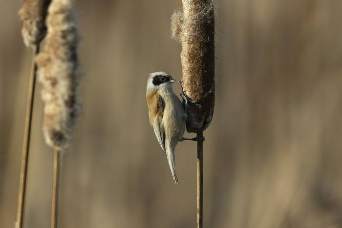 Eurasian Penduline Tit (Oliver Smart)