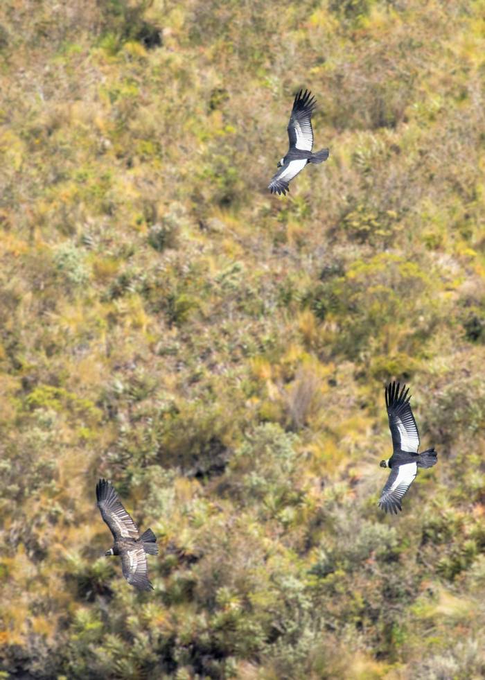 Andean Condors (Nathaniel Dargue).jpg