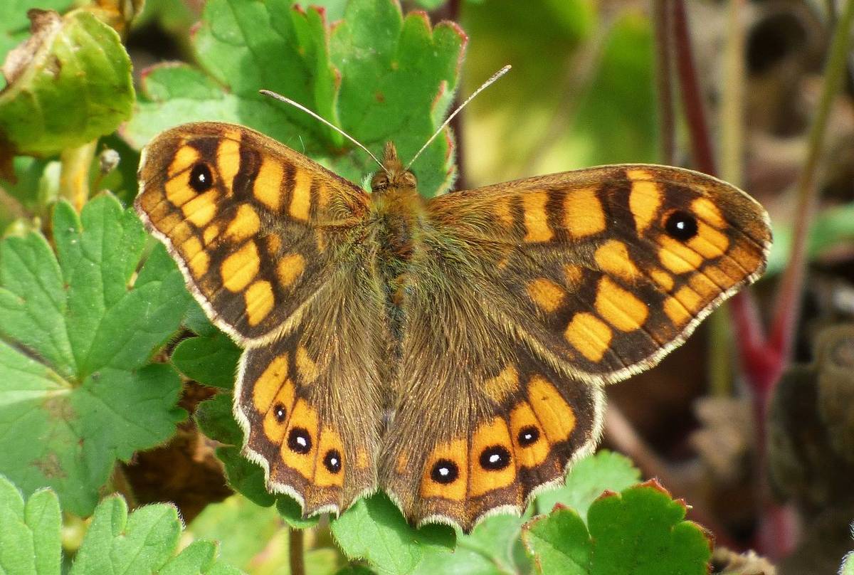 Wall Brown (Russ Hedley)