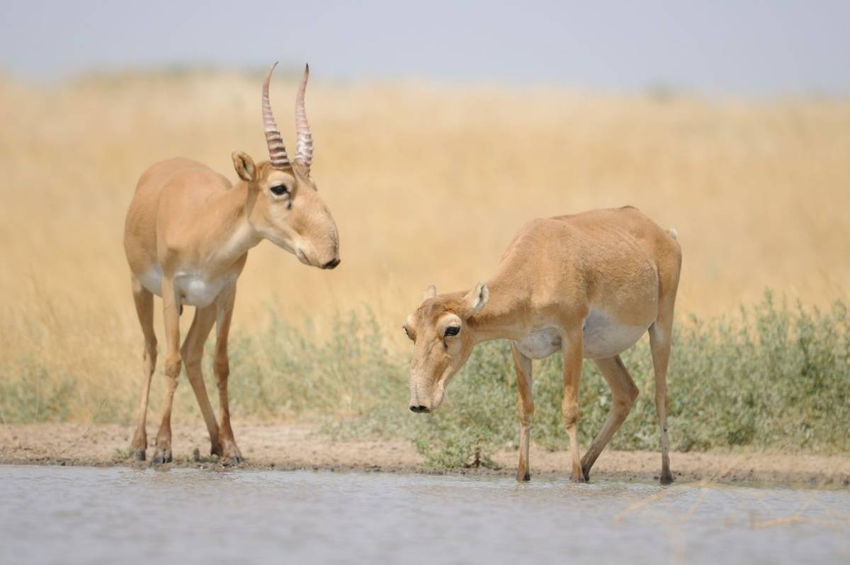 Saiga Antelope shutterstock_446325700.jpg