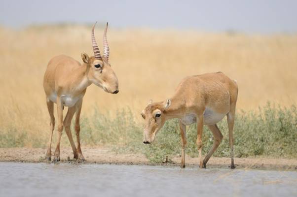 Saiga Antelope shutterstock_446325700.jpg