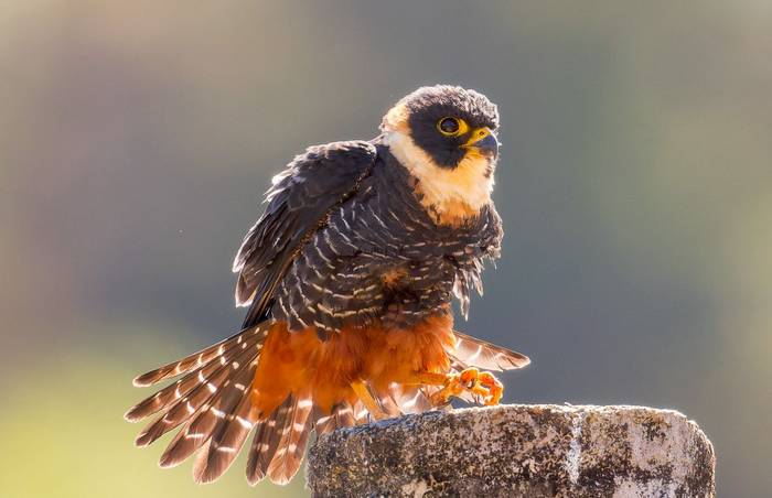 Bat Falcon-falco-rufigularis_55181793178_o.jpg