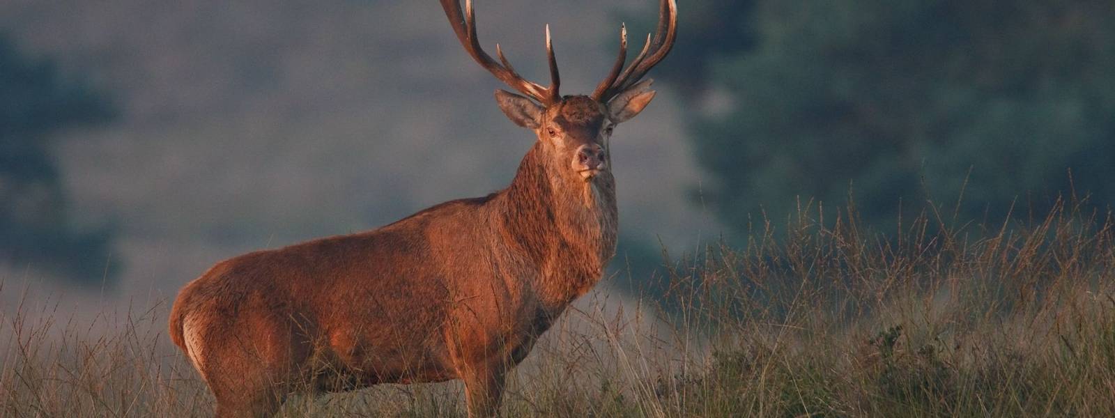 Wildlife - Red Deer - AdobeStock_42617181.jpeg