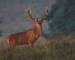 Wildlife - Red Deer - AdobeStock_42617181.jpeg