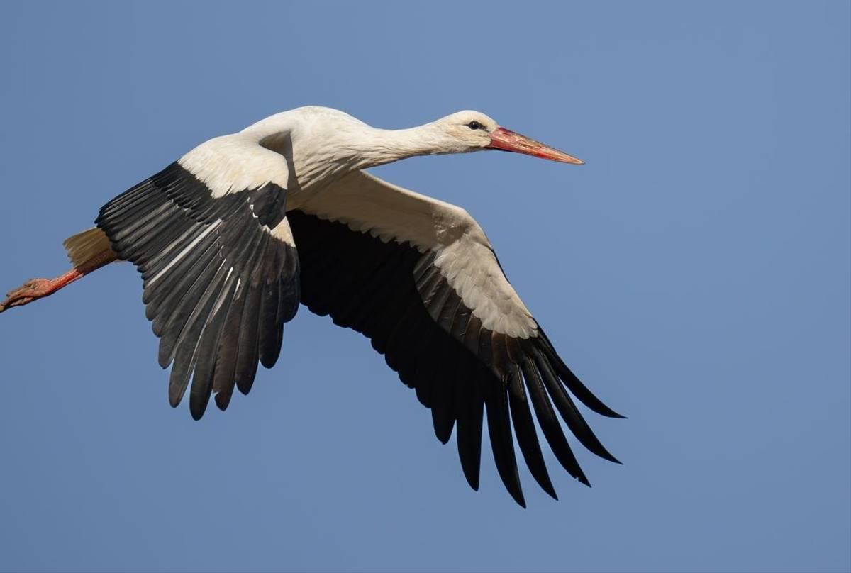 White Stork(1).jpg