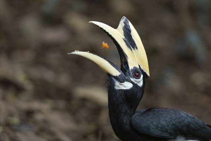 Kaeng Krachan, Phetchaburi, Thailand, March