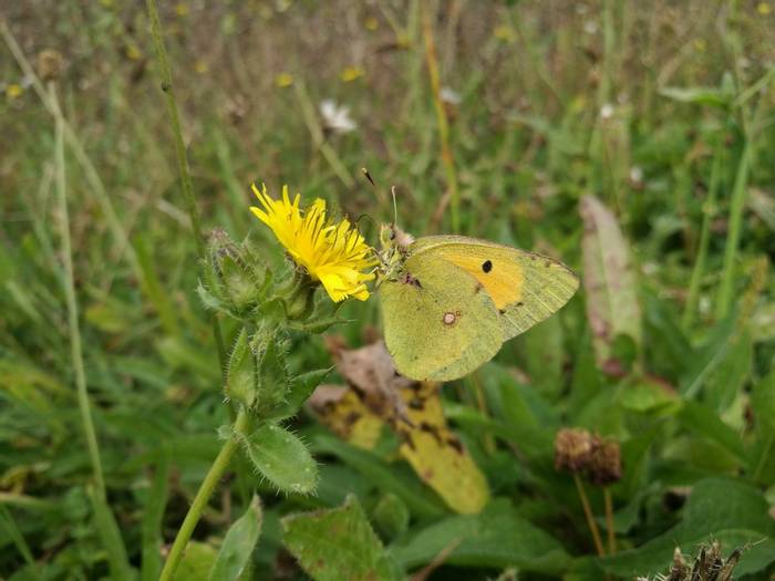 Clouded Yellow © Chris Wilkinson
