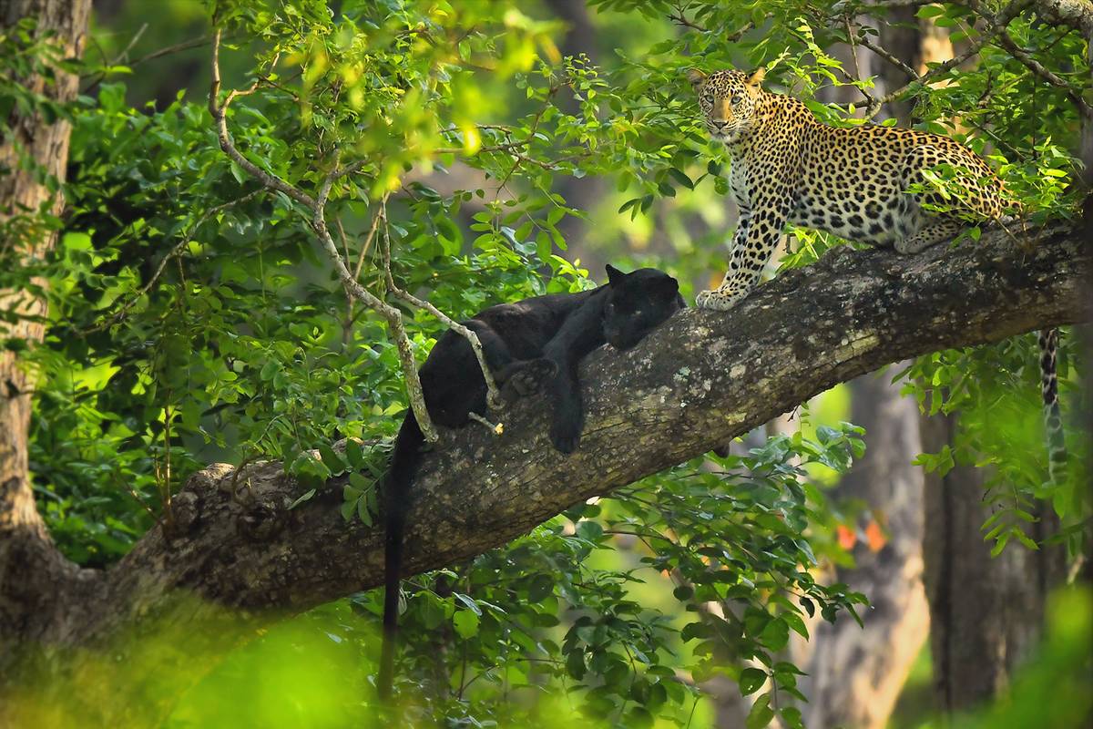 Melanistic Leopard 'Blackie' and his mate Image