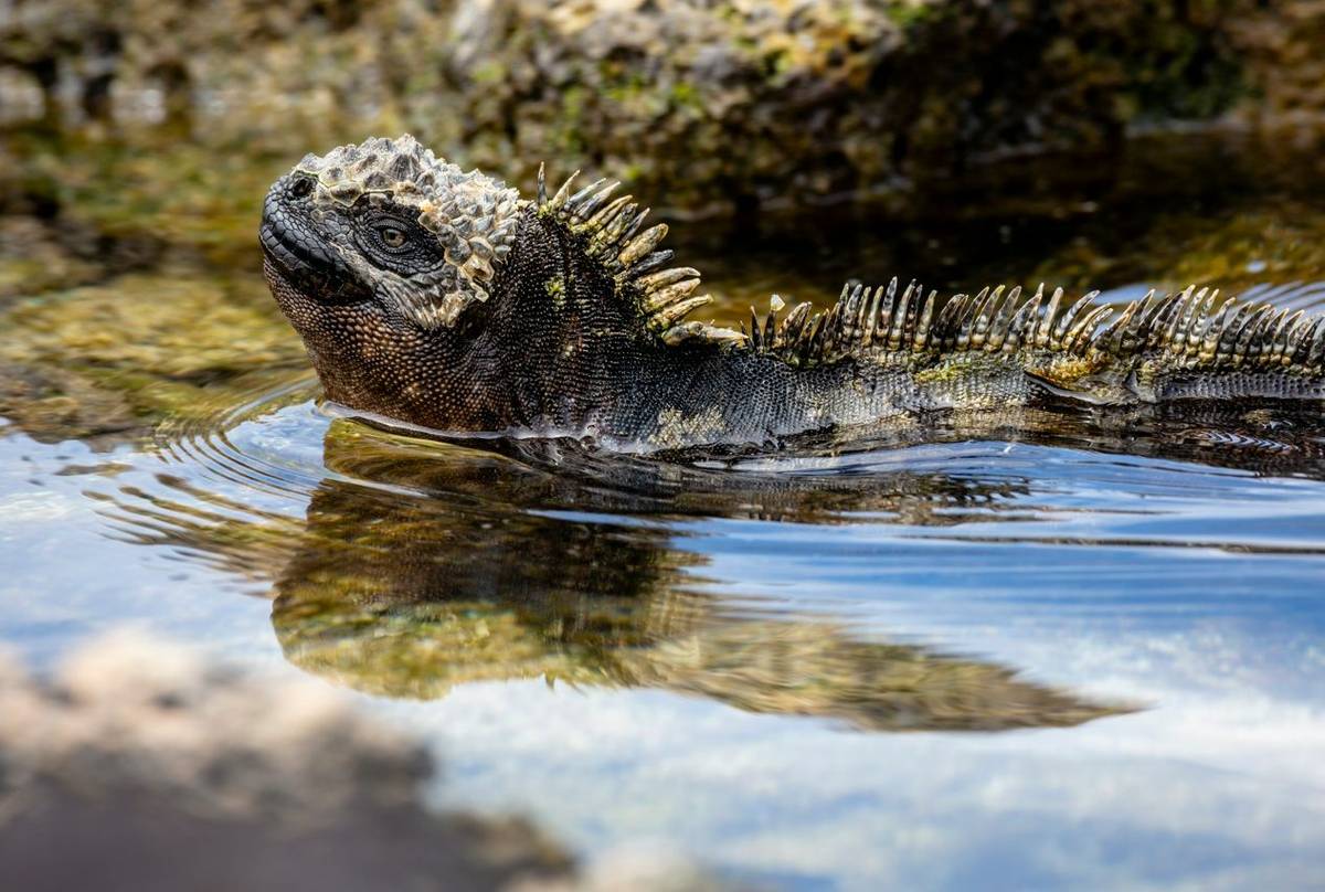 Marine Iguana, Galapagos Shutterstock 1084793072