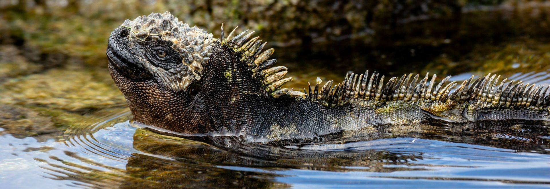 Marine Iguana, Galapagos Shutterstock 1084793072