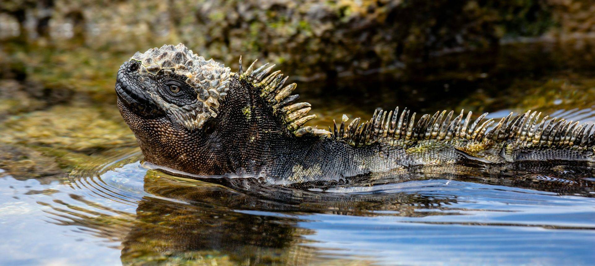 Marine Iguana, Galapagos Shutterstock 1084793072