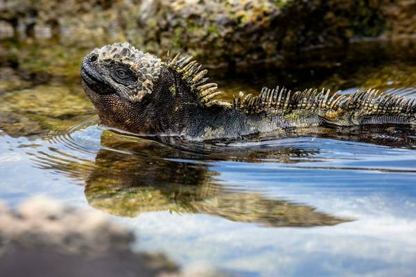 Marine Iguana, Galapagos Shutterstock 1084793072