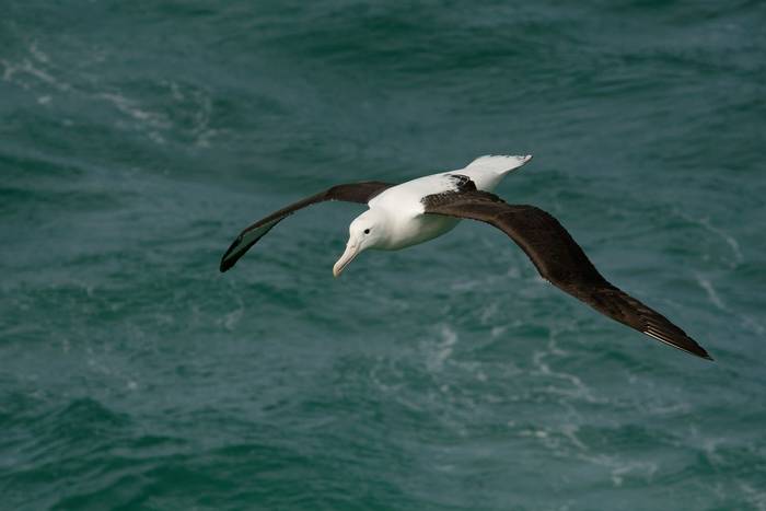 Northern Royal Albatross, New Zealand shutterstock_1110539423.jpg