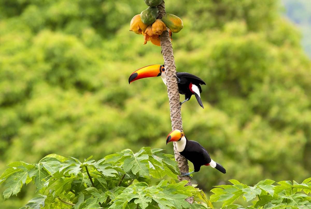 Toco Toucan