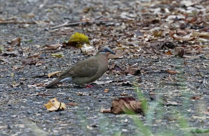 White-eared Brown Dove (Luzon)