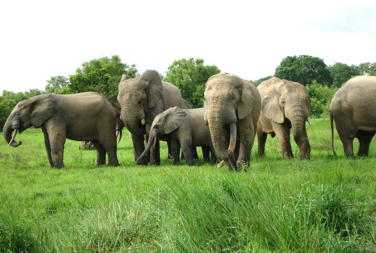 African Bush Elephant.JPG