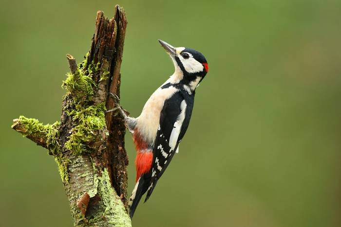 Great Spotted Woodpecker shutterstock_731053603.jpg