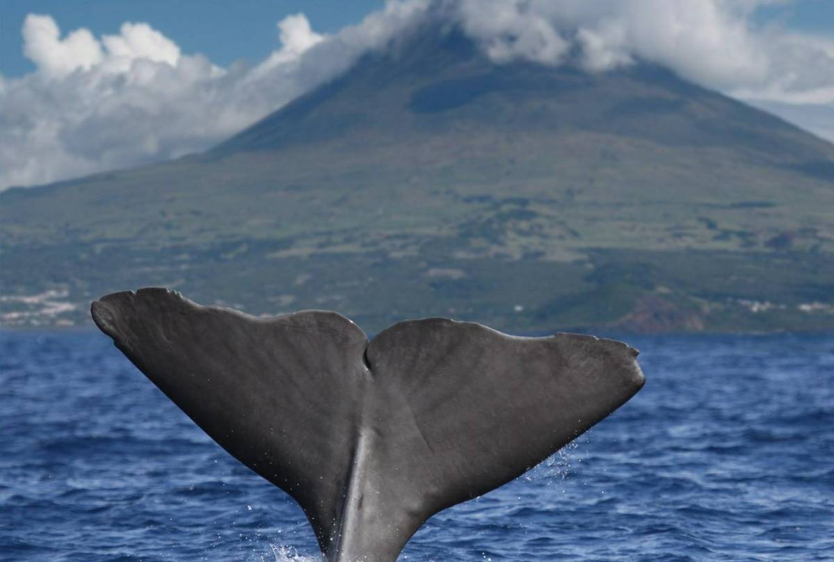 Sperm Whale, Pico