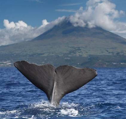 Sperm Whale, Pico