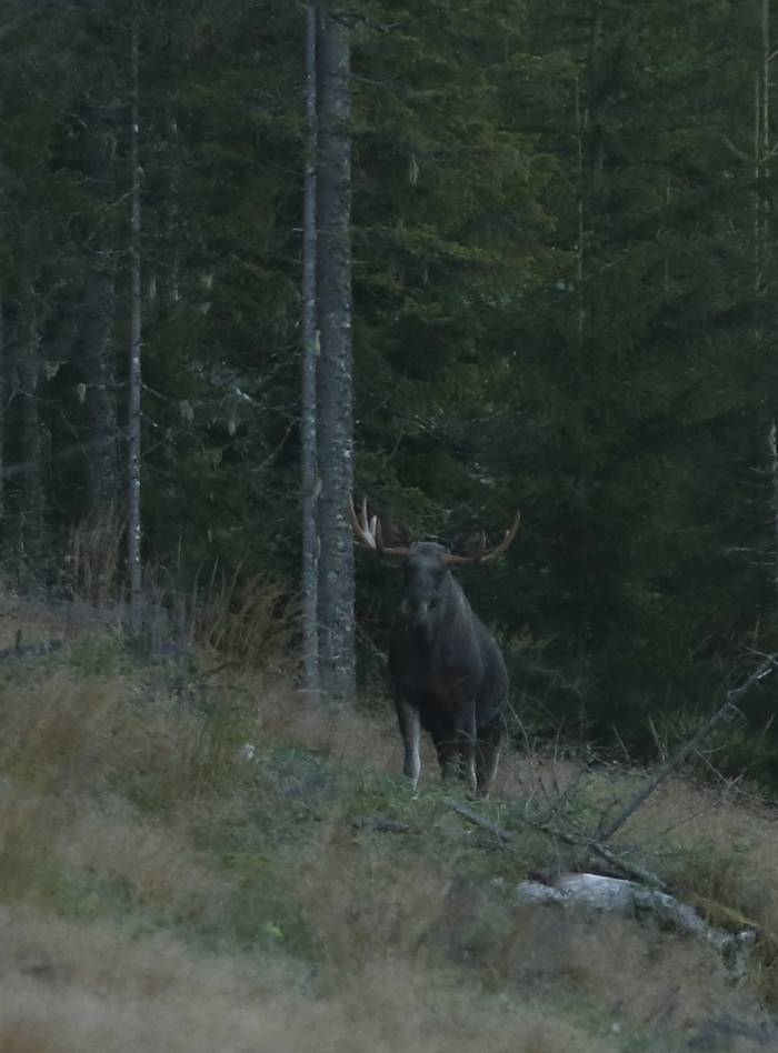 Moose (bull)
