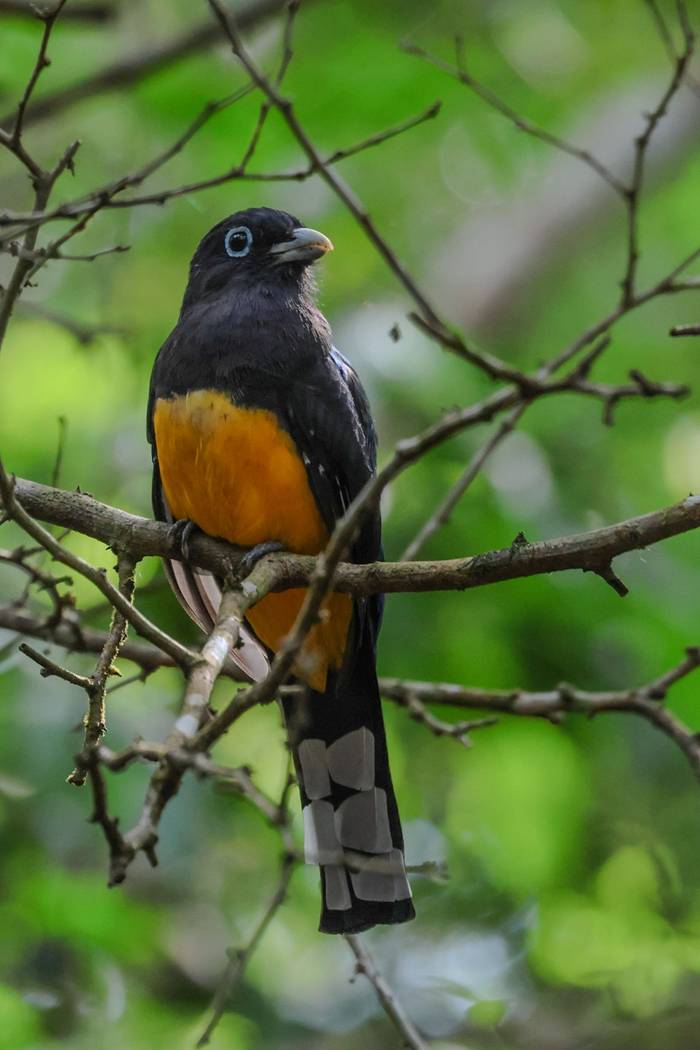 Collared Trogon  (Marcus John).jpg