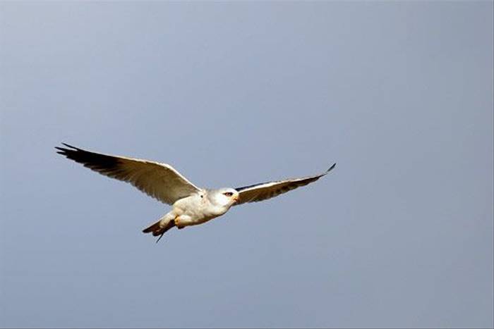 Black-shouldered Kite (David Morris)