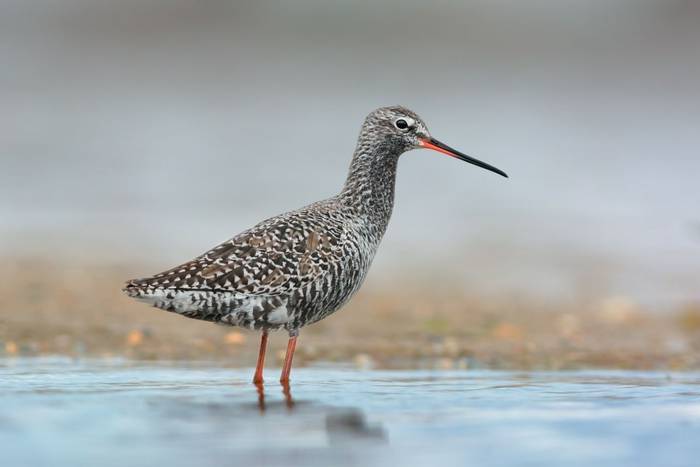 Spotted Redshank shutterstock_1292516611.jpg