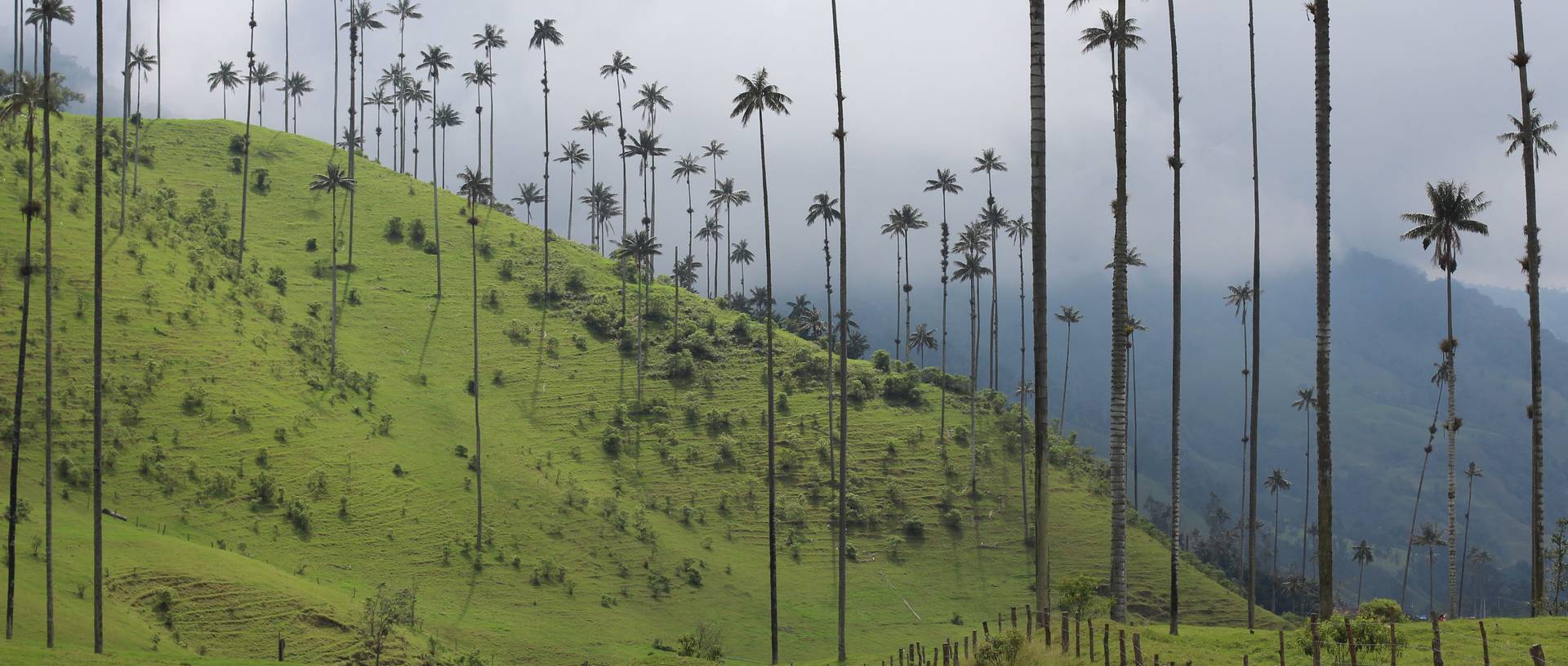 Wax Palm Region, Salento, Colombia