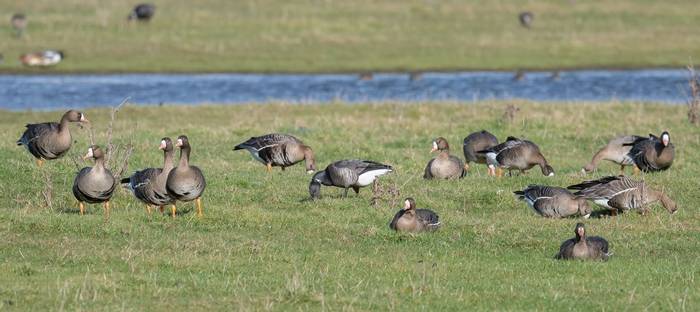 White-fronted Geese (Brian Small).jpg
