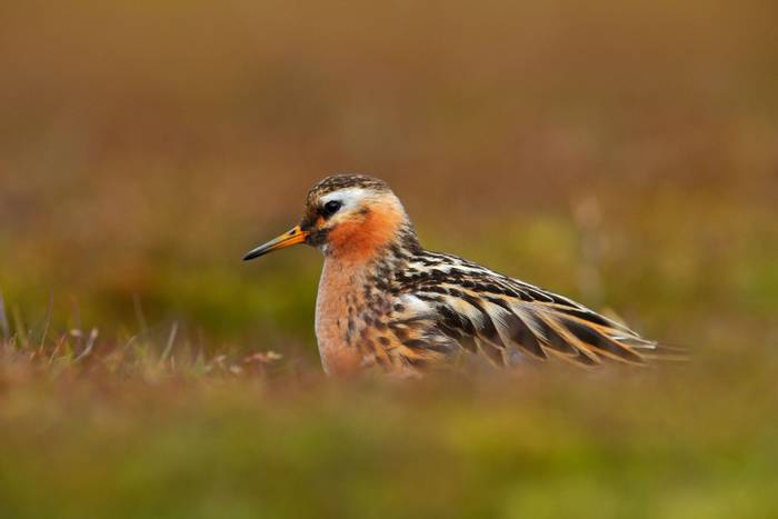 Grey Phalarope shutterstock_560166784.jpg