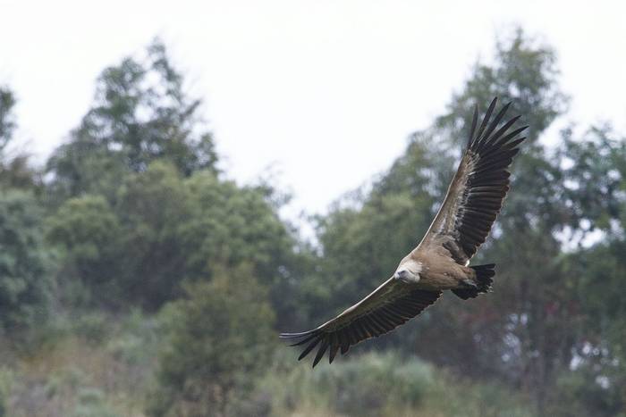 Griffon Vulture  (Josh Phangurha).jpg