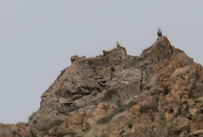 Himalayan Snowcock © Chris Griffin, May 2025