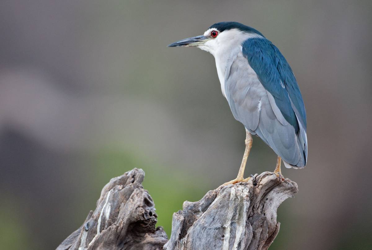 Black-crowned Night Heron, Chobe NP, Botswana (Arnoud Quanjer).jpg