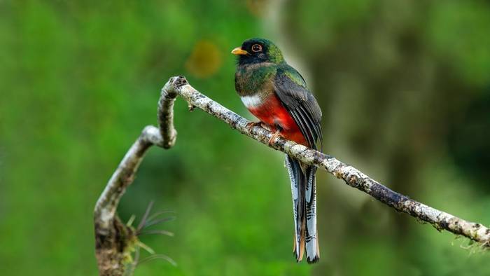 Collared Trogon, Mexico shutterstock_2634647385.jpg