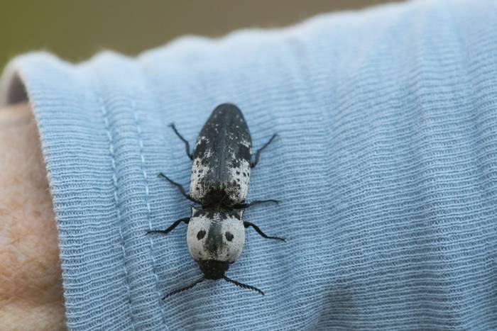 Deaths-head Click-beetle (Calais parreysiii) © Tim Melling, April 2022