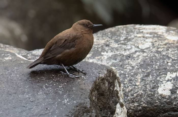 Brown Dipper © Chris Griffin, May 2025